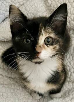 Twix -  Tortoiseshell Cat for Adoption in Bow, Washington - Twix | PetCurious