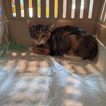 Gilraen -  Domestic Short Hair Cat for Adoption in Lynchburg, Virginia - Gilraen | PetCurious