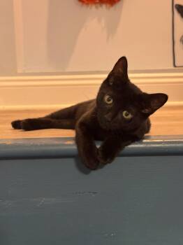 Rescue American Shorthair Cats for Adoption in Highland Park, New Jersey - Blue And/or Pickles | PetCurious