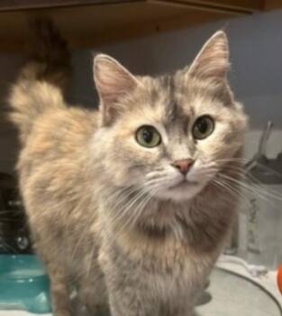 Domestic Medium Hair Cats Available for Adoption in Taycheedah, Wisconsin - Fluffy | PetCurious
