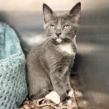 French Toast -  Domestic Short Hair Cat for Adoption in Palm Springs, California - French Toast | PetCurious