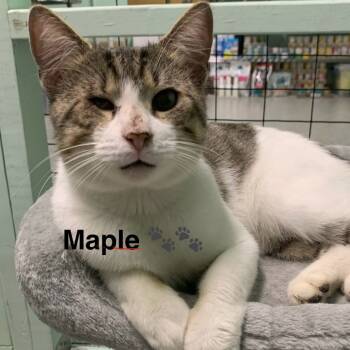 Rescue Domestic Short Hair Cats for Adoption in Abingdon, Maryland - 1025-03 Mr. Maple | PetCurious