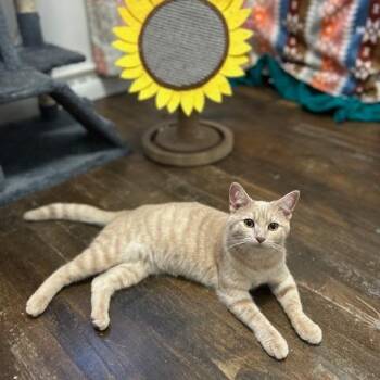 Domestic Short Hair Cats Available for Adoption in Dayton, Ohio - Flower | PetCurious