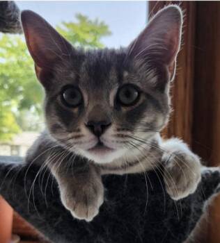GOLDEN -  Domestic Short Hair Cat for Adoption in Broomfield, Colorado - GOLDEN | PetCurious