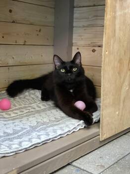 Silas -  Domestic Long Hair and Domestic Medium Hair Cat for Adoption in Milton, Florida - Silas | PetCurious