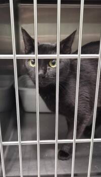 Domestic Short Hair Cats Available for Adoption in Athens, Tennessee - Cherry | PetCurious
