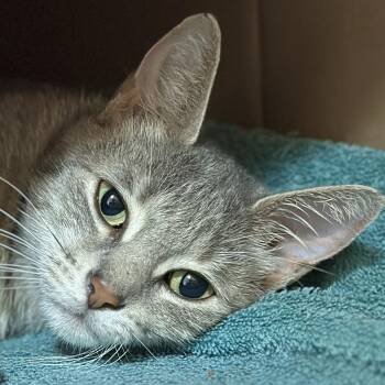 Misty -  Domestic Short Hair Cat Available for Adoption in Victor, New York - Misty | PetCurious