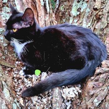 Tuxedo Cats Available for Adoption - Pippa | PetCurious