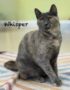 Whisper -  Domestic Short Hair Cat for Adoption in Pawleys Island, South Carolina - Whisper | PetCurious