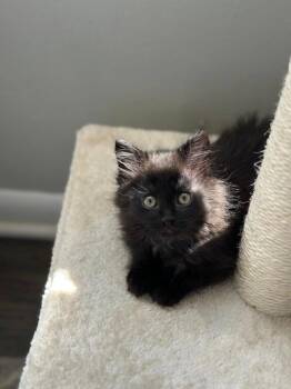 Domestic Long Hair Cats Available for Adoption in Detroit, Michigan - Purrincess | PetCurious