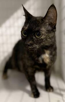 Tortoiseshell Cats Available for Adoption in Claremont, New Hampshire - Pansy | PetCurious