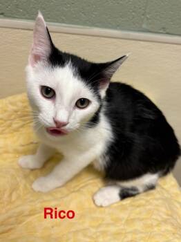 Rescue Domestic Short Hair Cats for Adoption in Ellijay, Georgia - Rico | PetCurious