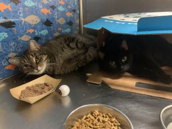 Harley & Gyspy -  Domestic Short Hair Cat for Adoption in Worcester, Massachusetts - Harley & Gyspy | PetCurious