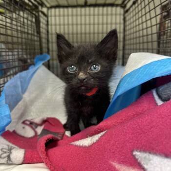 Jaguar -  Domestic Short Hair Cat for Adoption in San Antonio, Texas - Jaguar | PetCurious