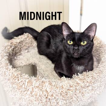 Rescue Domestic Short Hair and Bombay Cats for Adoption in Griffith, Indiana - MIDNIGHT | PetCurious