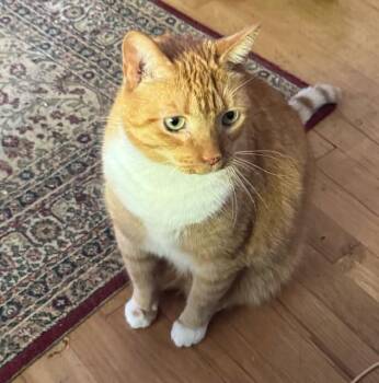 Rescue Domestic Short Hair Cats for Adoption in Ottawa, Ontario - Bryce | PetCurious