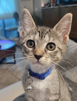 Campbell -  Domestic Short Hair Cat for Adoption in Sunrise, Florida - Campbell | PetCurious