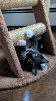 Santi -  Domestic Short Hair Cat for Adoption in Melrose, Massachusetts - Santi | PetCurious