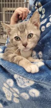 Macie -  Domestic Short Hair Cat for Adoption in Denham Springs, Louisiana - Macie | PetCurious