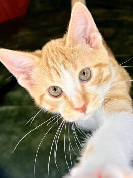 Rescue Domestic Short Hair and Tabby Cats for Adoption in Chicago, Illinois - Guzel | PetCurious