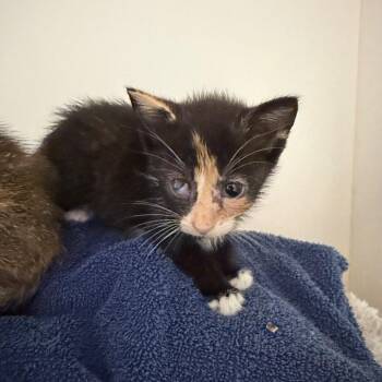 Maple -  Domestic Short Hair Cat for Adoption in Winston-salem, North Carolina - Maple | PetCurious