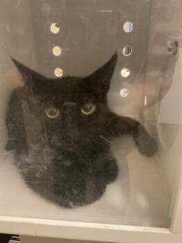 TNR CAT -  Domestic Short Hair Cat for Adoption in Ontario, California - TNR CAT | PetCurious