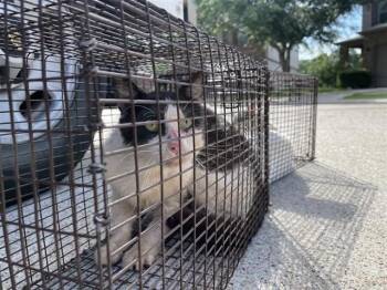 Domestic Short Hair Cats Available for Adoption in Houston, Texas - A656512 | PetCurious