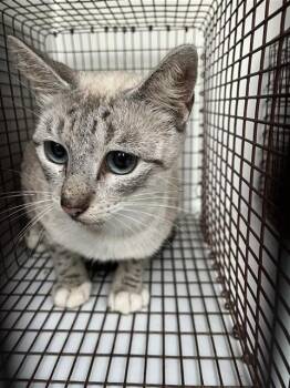 A659140 -  Siamese Cat for Adoption in Houston, Texas - A659140 | PetCurious