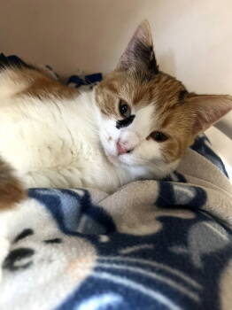 Rescue Domestic Short Hair and Calico Cats for Adoption in Seal Beach, California - Kitten Satin | PetCurious