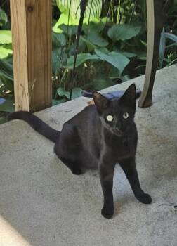 Rescue Domestic Short Hair Cats for Adoption in Aurora, Indiana - Masons : Spooky | PetCurious