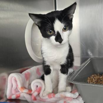 Fredrick -  Domestic Short Hair Cat for Adoption in Spokane, Washington - Fredrick | PetCurious