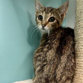 Rescue Domestic Short Hair Cats for Adoption in Knoxville, Tennessee - Aly | PetCurious