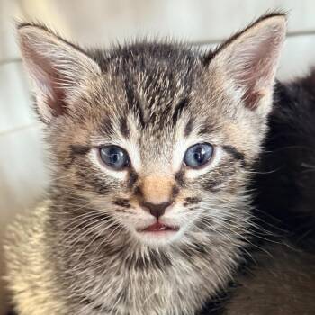 Domestic Short Hair Cats Available for Adoption - Carla Kits 2 | PetCurious