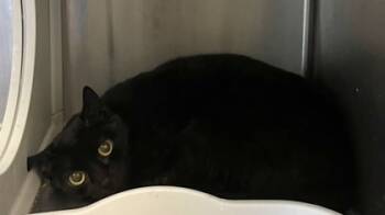 Rescue Domestic Short Hair Cats for Adoption in Twinsburg, Ohio - Morticia | PetCurious