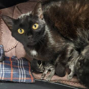 Margaret -  Domestic Short Hair Cat for Adoption in Chattanooga, Tennessee - Margaret | PetCurious