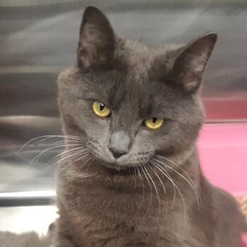 Webster -  Domestic Short Hair and Russian Blue Cat for Adoption in Spokane, Washington - Webster | PetCurious