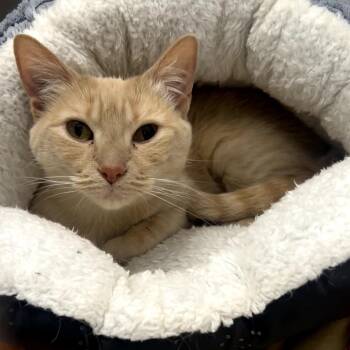 Marilyn -  Domestic Short Hair Cat for Adoption in Chaska, Minnesota - Marilyn | PetCurious