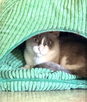 Suki -  Siamese Cat for Adoption in San Diego, California - Suki | PetCurious