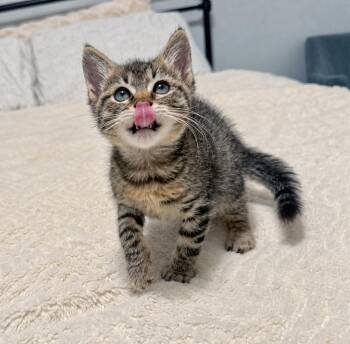 Gus Gus -  Tabby Cat for Adoption in Fresno, California - Gus Gus | PetCurious