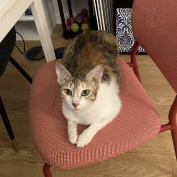 Rescue Domestic Short Hair Cats for Adoption in Gibsonia, Pennsylvania - Weaselby | PetCurious