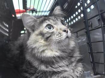 Domestic Medium Hair and Domestic Short Hair Cats Available for Adoption - TRAPEZOID | PetCurious
