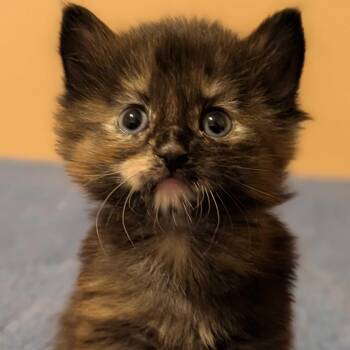 Dede -  Domestic Long Hair and Tortoiseshell Cat for Adoption in Wilsonville, Oregon - Dede | PetCurious