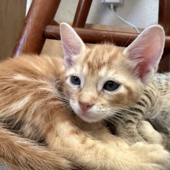 Horny Toad -  Domestic Short Hair Cat for Adoption in Bryan, Texas - Horny Toad | PetCurious