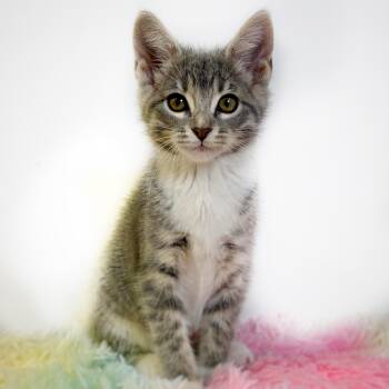 Carolina Reaper -  Domestic Short Hair Cat for Adoption in Watertown, Wisconsin - Carolina Reaper | PetCurious