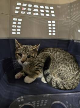 Rescue Domestic Short Hair Cats for Adoption in Casper, Wyoming - POCUS | PetCurious