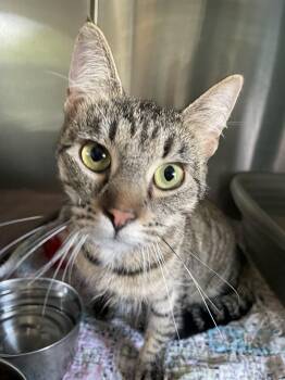 Rescue Tabby Cats for Adoption in Boonville, Missouri - Cleo | PetCurious