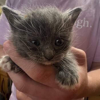 Venza -  Domestic Medium Hair Cat for Adoption in Durango, Colorado - Venza | PetCurious