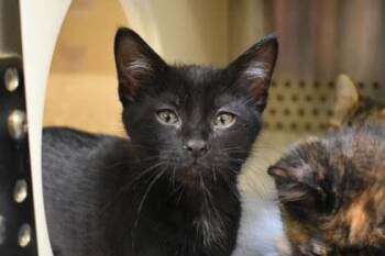 Cranberries -  Domestic Short Hair Cat for Adoption in Kansas City, Missouri - Cranberries | PetCurious