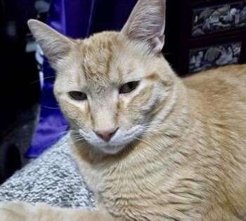 Domestic Short Hair Cats Available for Adoption - Resin | PetCurious