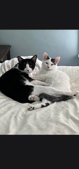 Alex & Minnie -  Domestic Short Hair Cat for Adoption in Syracuse, New York - Alex & Minnie | PetCurious